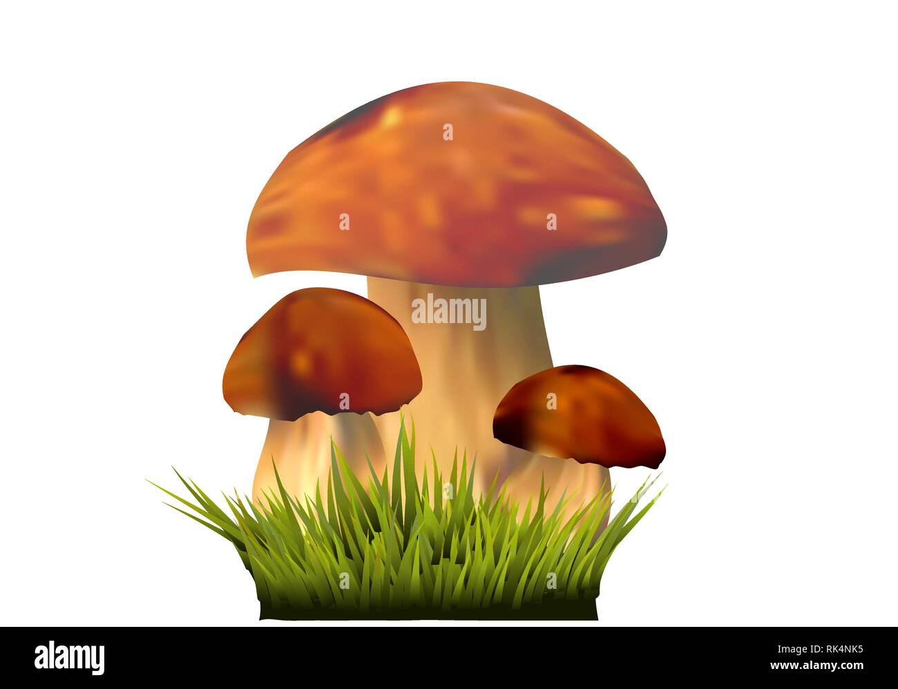I funghi commestibili su erba, Boletus edulis isolati su sfondo bianco Illustrazione Vettoriale