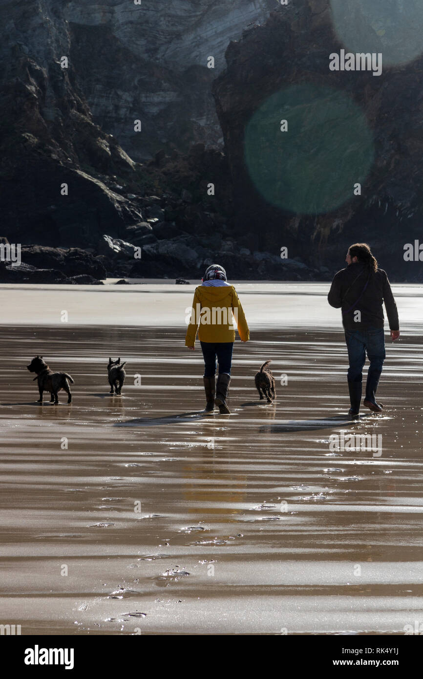 Pochi cani su una spiaggia della Cornovaglia Foto Stock