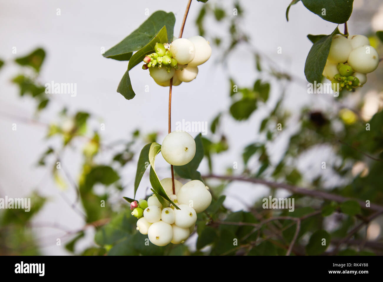 Symphoricarpos. Arbusto decorativo con bacche di colore bianco. Un arbusto che fiorisce in autunno. Frutti di comune snowberry, Symphoricarpos albus, neve bacche, Foto Stock