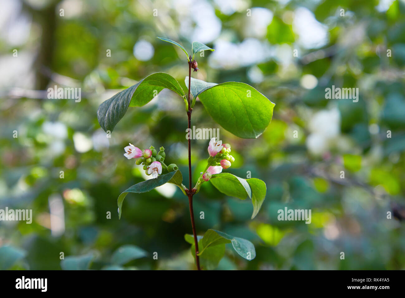Symphoricarpos. Arbusto decorativo con bacche di colore bianco. Un arbusto che fiorisce in autunno. Frutti di comune snowberry, Symphoricarpos albus, neve bacche, Foto Stock