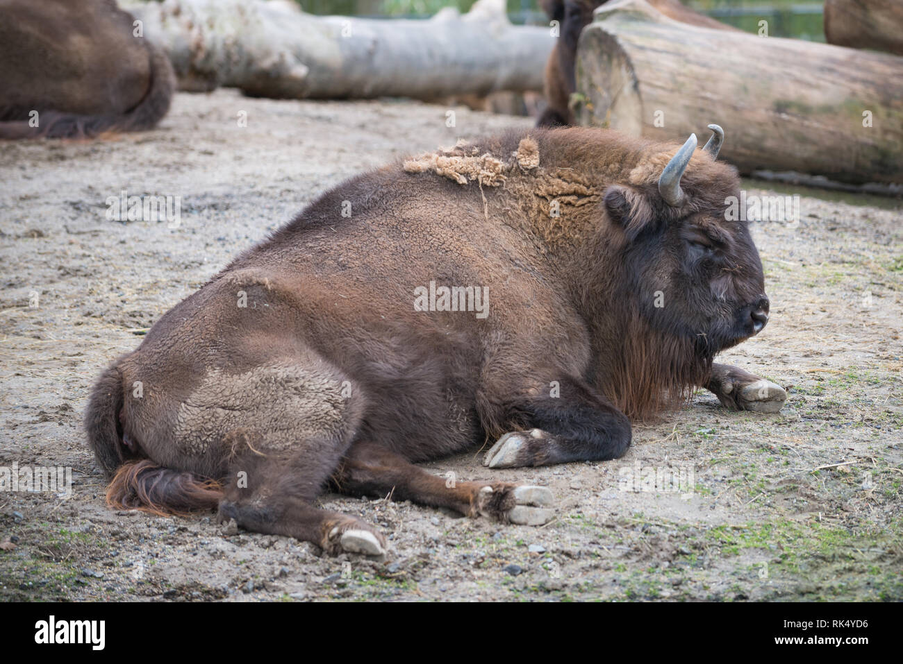 Legno europea bison / Wisent / Bison bonasus Foto Stock