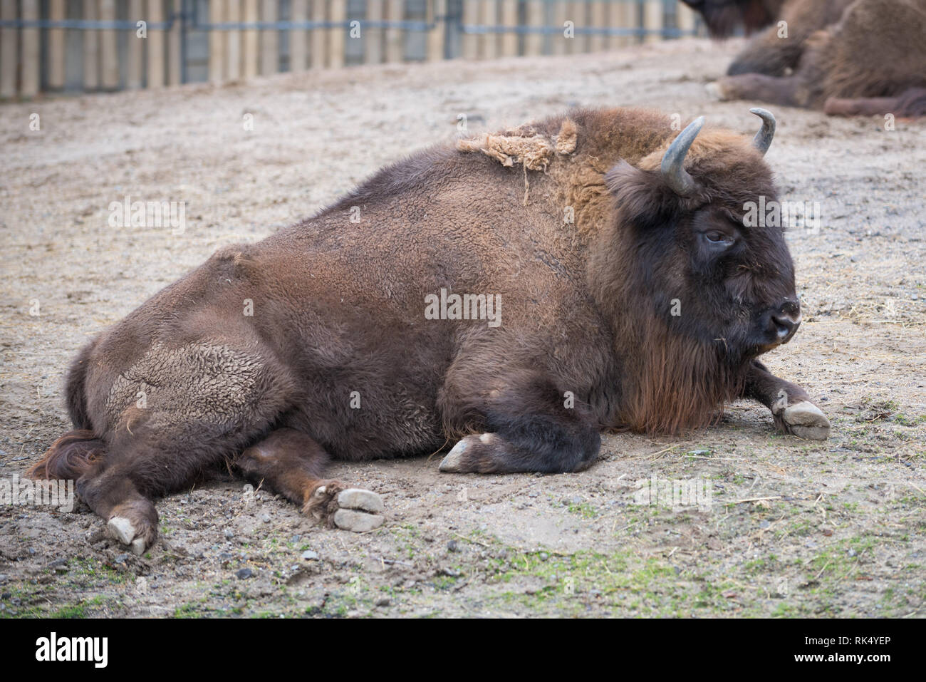 Legno europea bison / Wisent / Bison bonasus Foto Stock