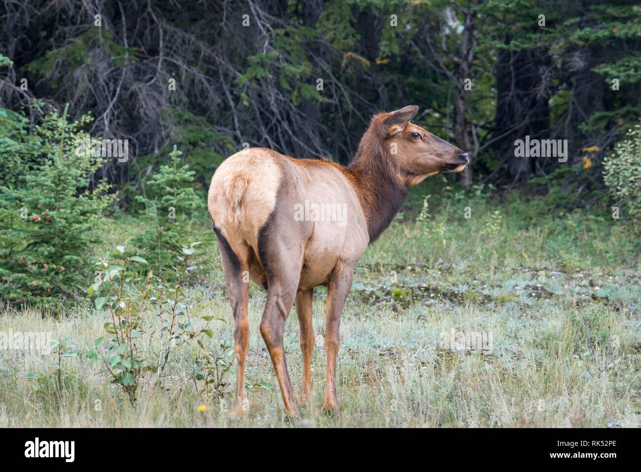 American elk (Cervus canadensis), cervi mucca in piedi nella foresta del Parco Nazionale di Jasper, British Columbia, Canada, America del Nord Foto Stock