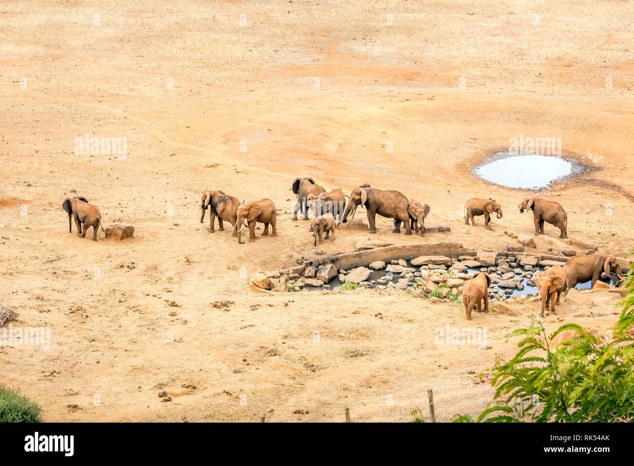 Branco di elefanti africani sulle pianure di Savannah a Tsavo East Park, Kenya Foto Stock