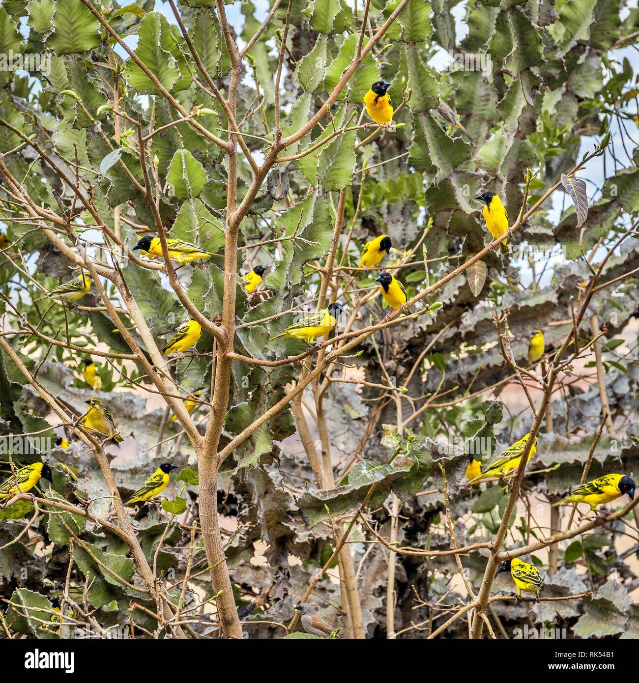 Gruppo di carino nero africano e tessitore di giallo uccelli in Kenya Foto Stock