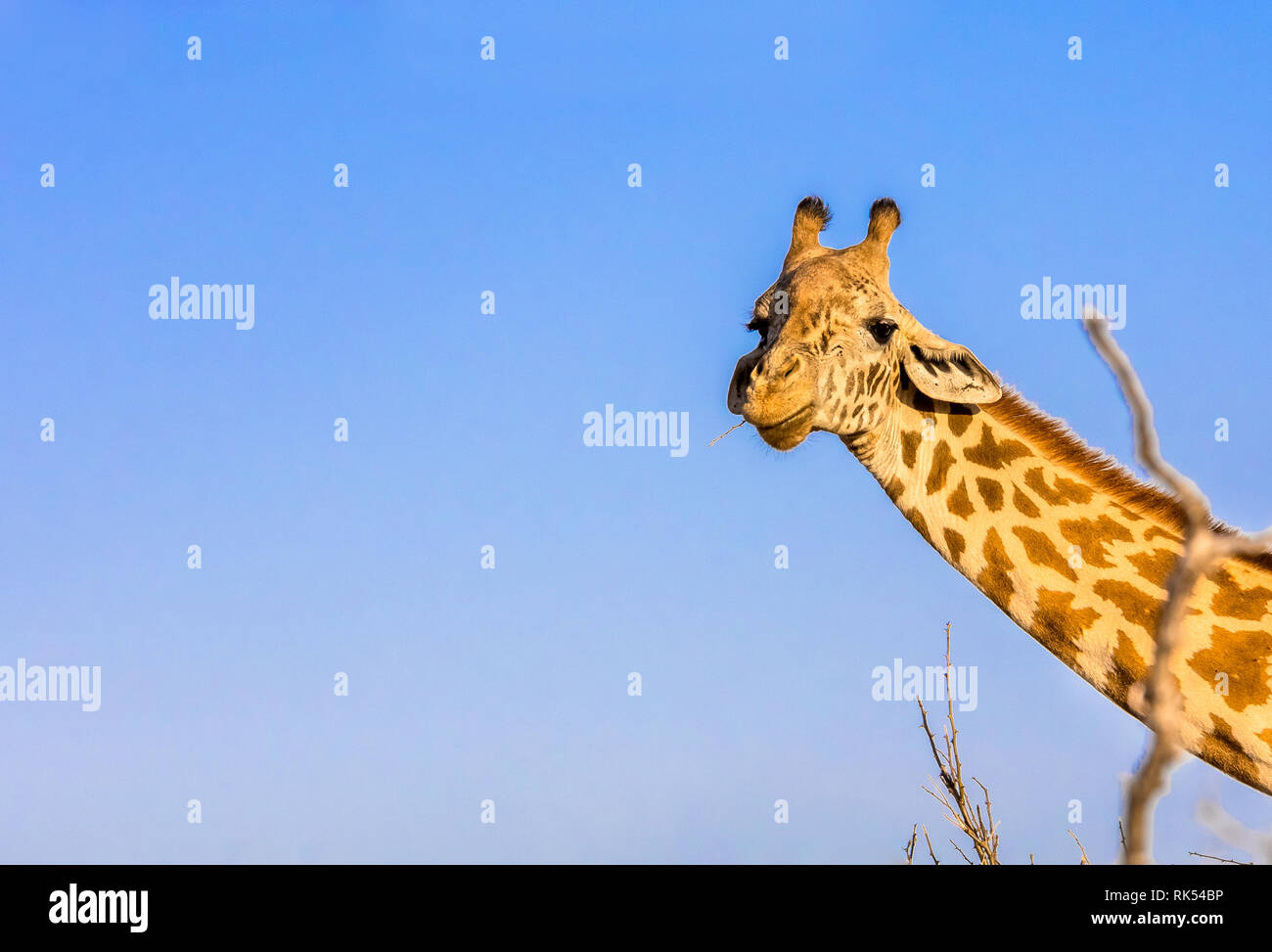 Incredibile giraffa africana sul cielo blu sullo sfondo Foto Stock