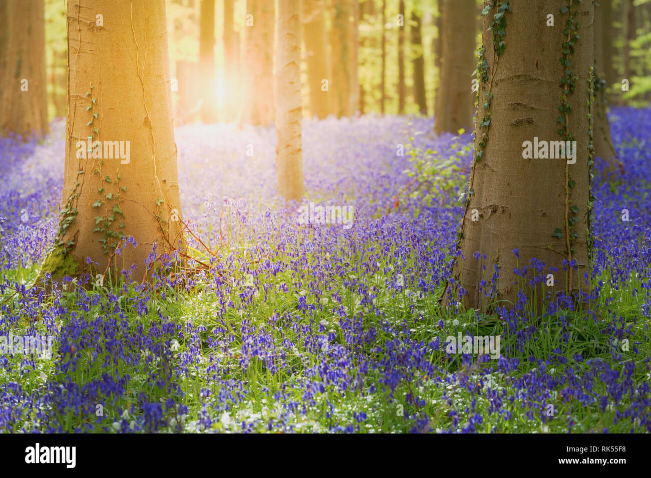 Hallerbos enchanted Blue Bells foresta in Belgio Foto Stock