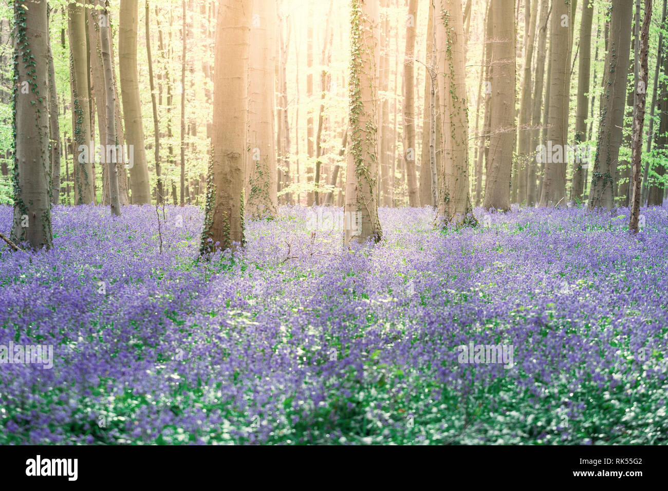 Hallerbos enchanted Blue Bells foresta in Belgio Foto Stock