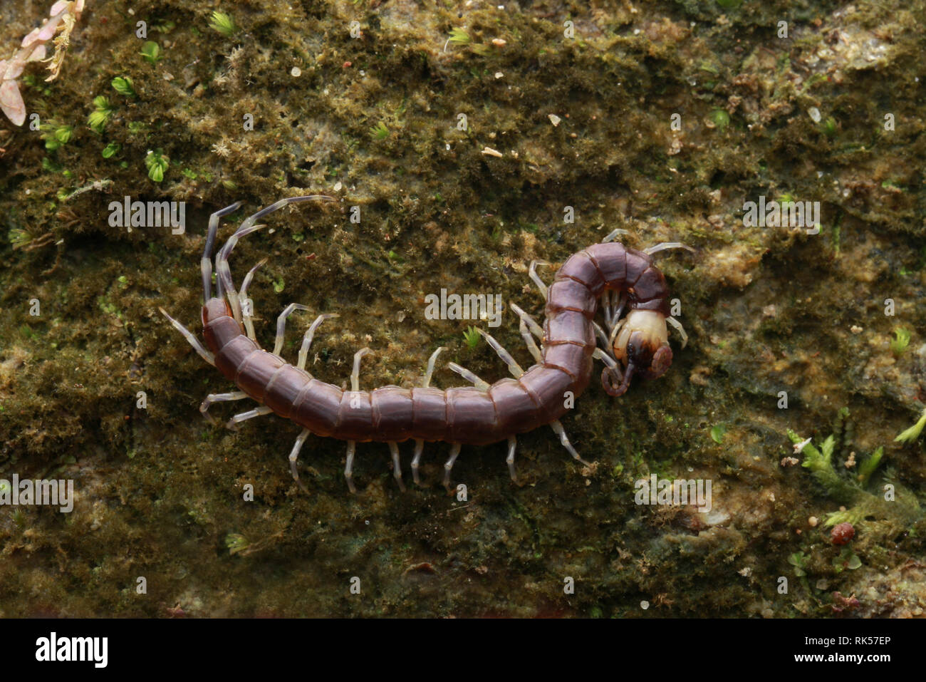 Centipede viola con testa gialla Foto Stock
