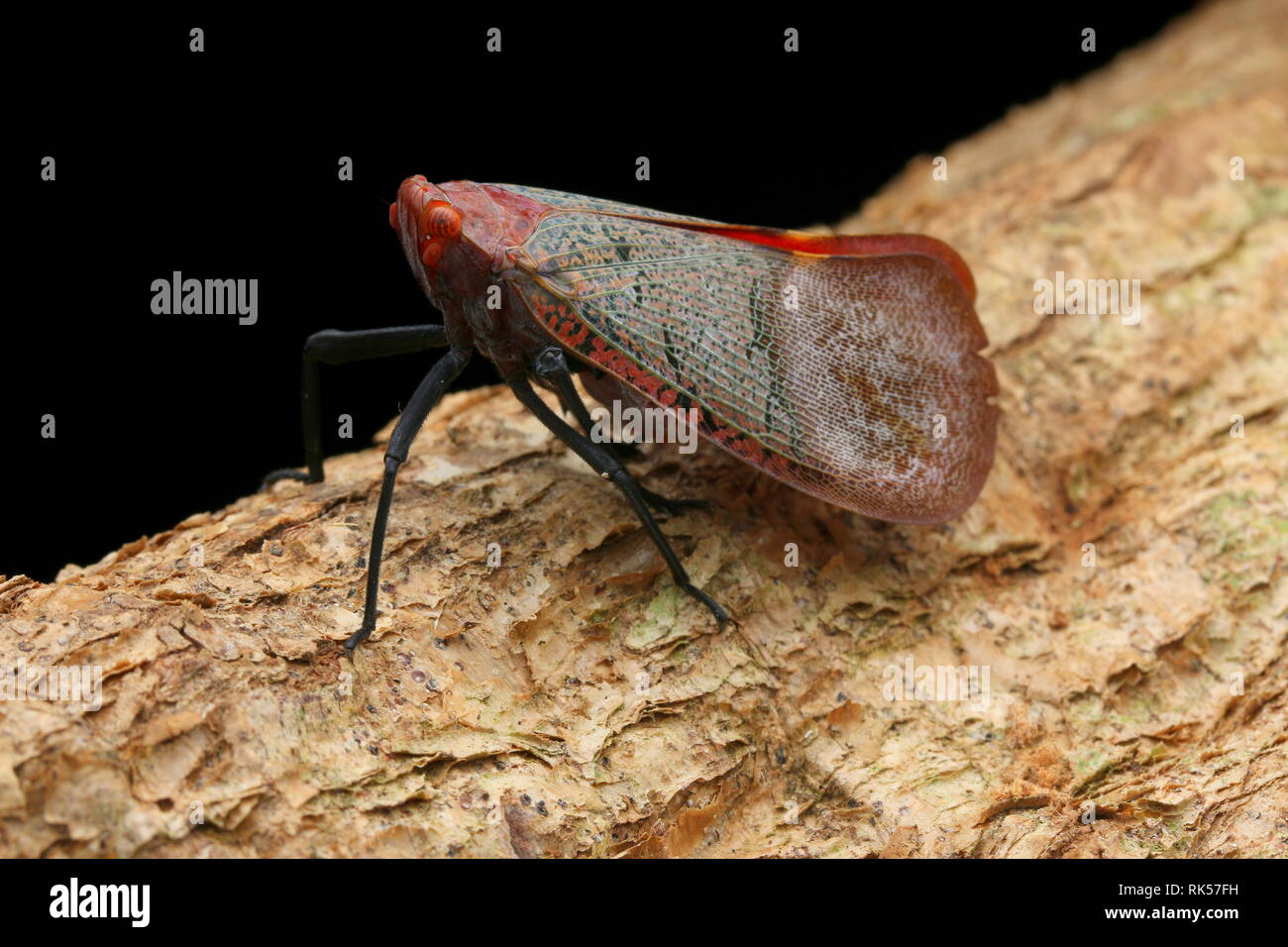 Scamandra rosea varicolor, Eurybrachyidae Foto Stock