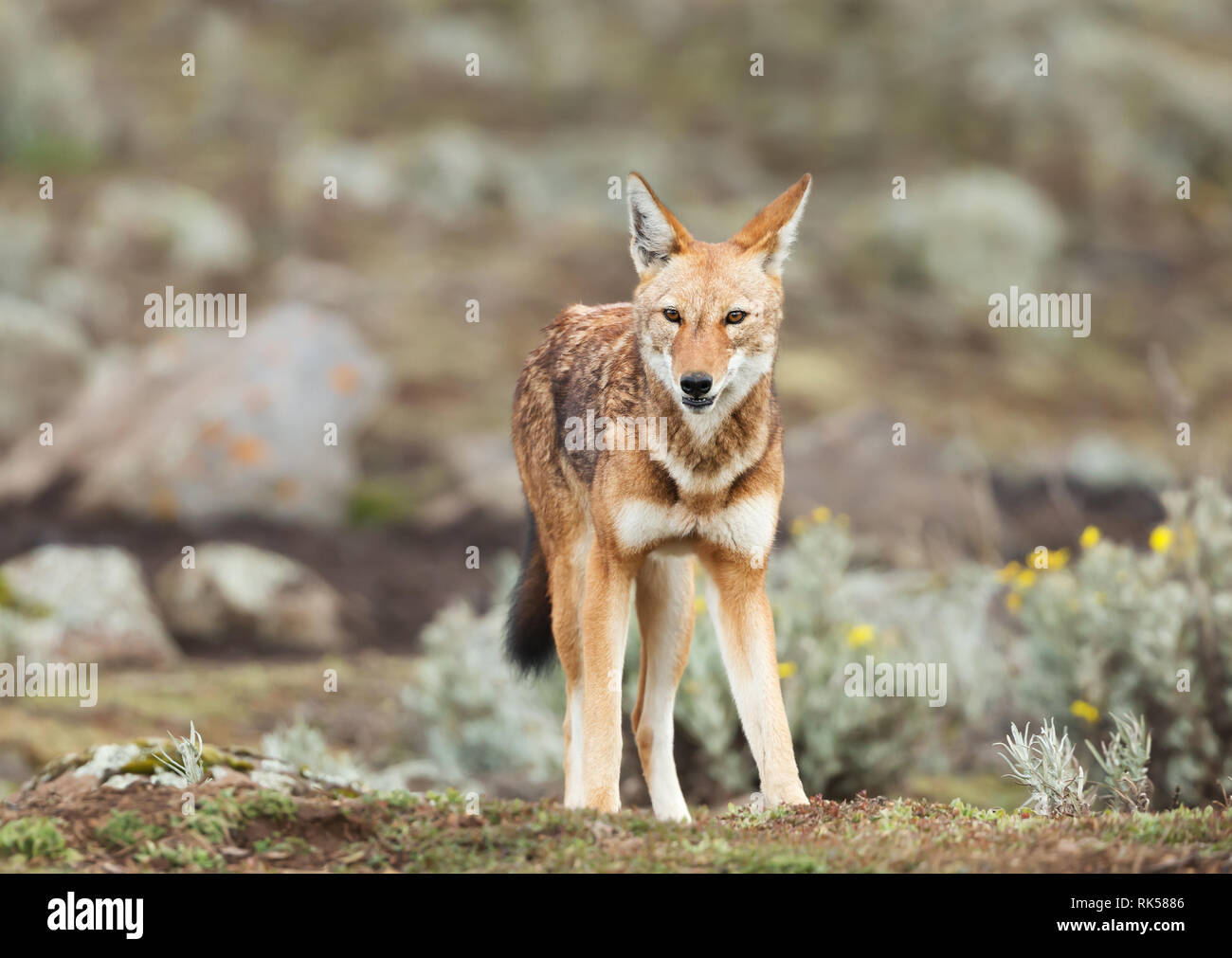 In prossimità di una specie rare e minacciate etiope lupo (Canis simensis) negli altopiani etiopi, montagne di balle, Etiopia. Foto Stock