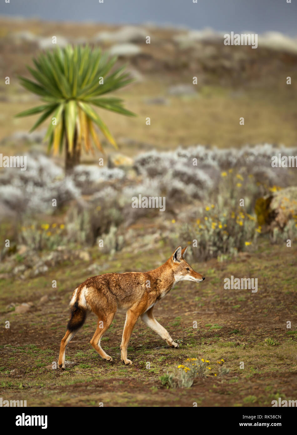 In prossimità di una specie rare e minacciate etiope lupo (Canis simensis) nelle montagne della balla, Etiopia. Foto Stock