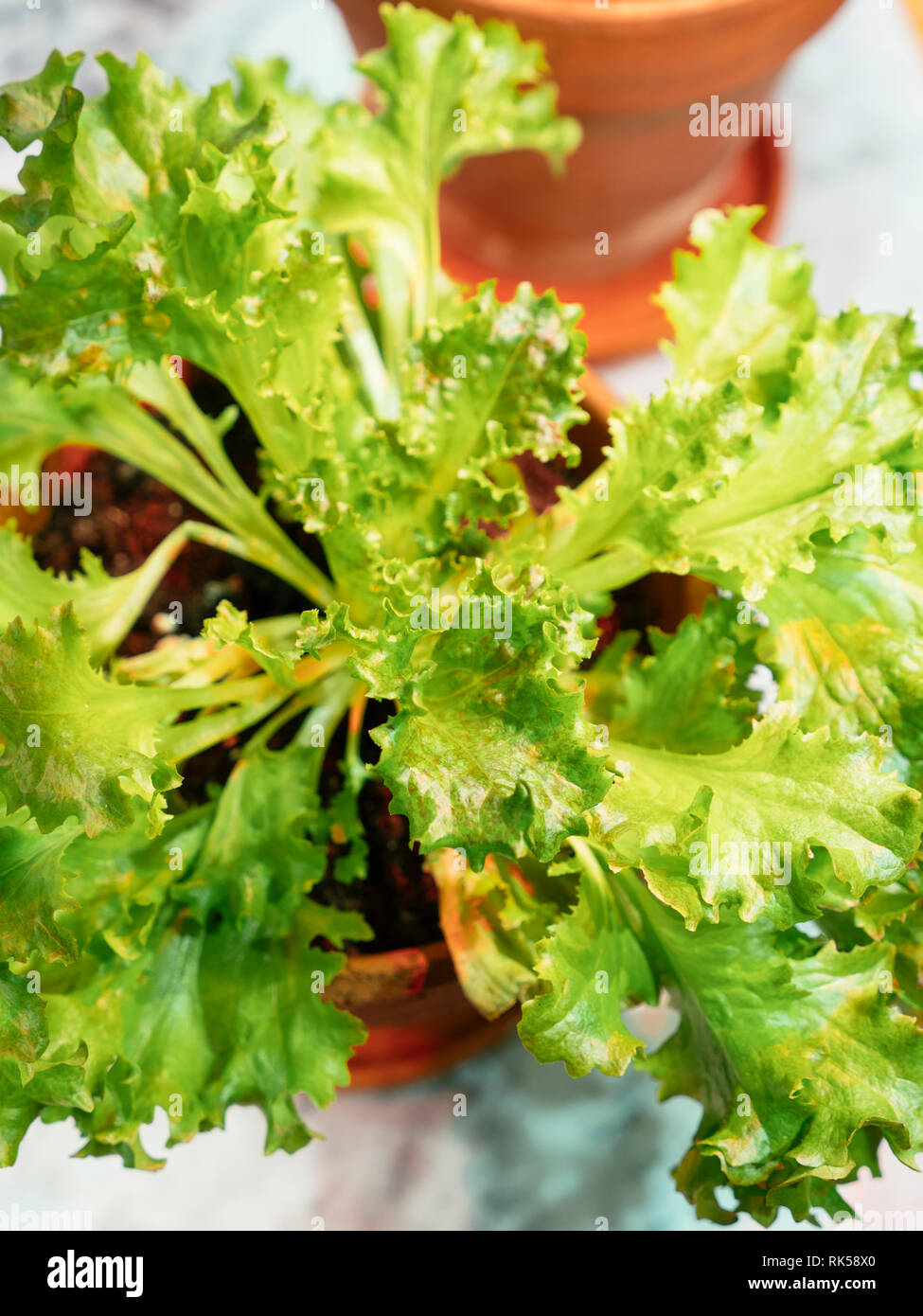 Le lattughe coltivate a partire da scarti crescere all'interno sul davanzale sotto una luce di crescere. Foto Stock