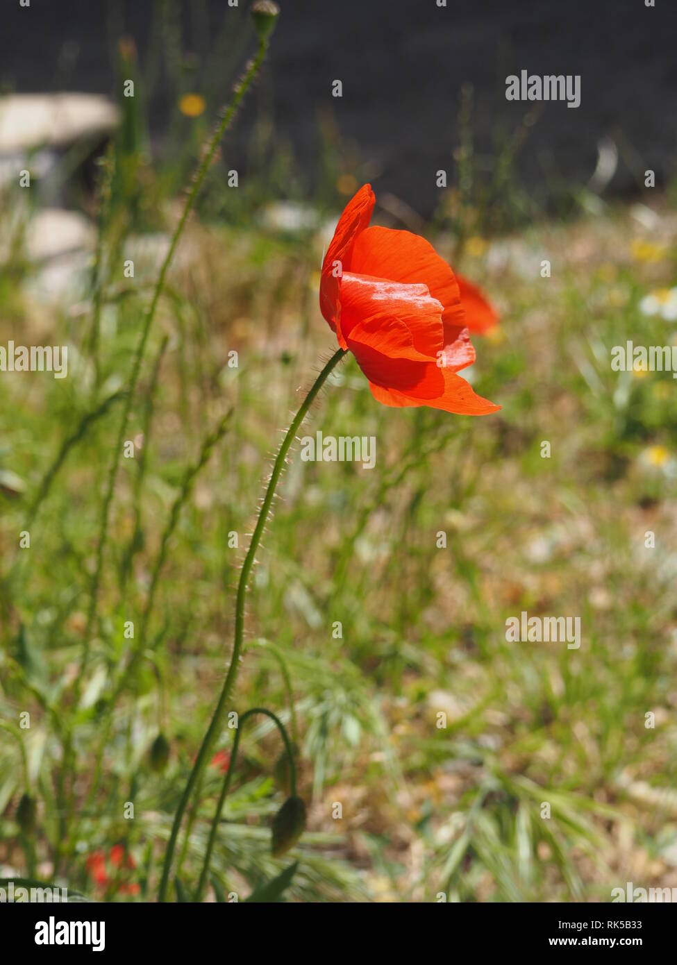 Papavero rosso comune di mais, rose, Fiandre papavero, erbacce, coquelicot blooming sul campo. Foto Stock