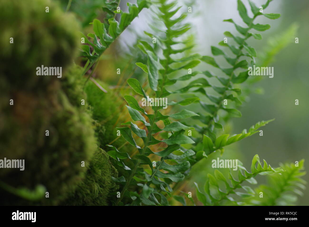 Polypodium vulgare, Oak Fern epifite che cresce su un sessili Quercia in legno Wistmans, Parco Nazionale di Dartmoor, due ponti. Devon, Regno Unito. Foto Stock