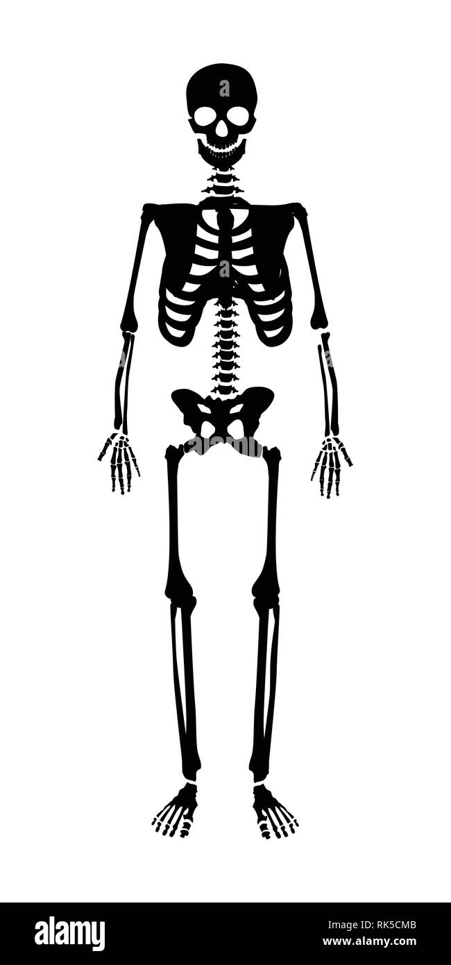scheletro delineato illustrazione. isolato nero umano scheletro