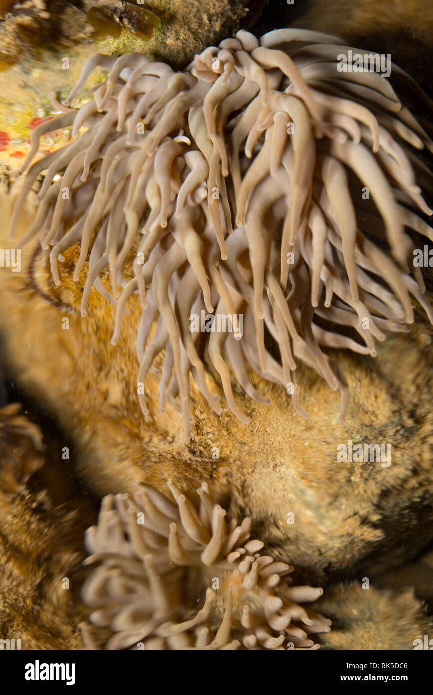 Un snakelocks anemone, Anemonia viridis, fotografato in un rockpool e parzialmente distorta da increspature sulla superficie. Il snakelocks anemone è più c Foto Stock