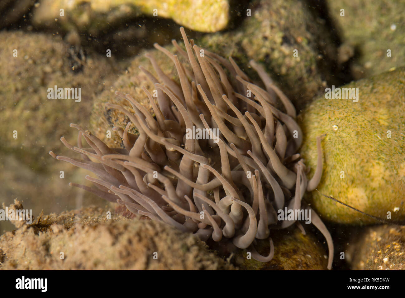 Un snakelocks anemone, Anemonia viridis, fotografato in un rockpool dalla superficie. Il snakelocks anemone è più comunemente verde con punte viola bu Foto Stock