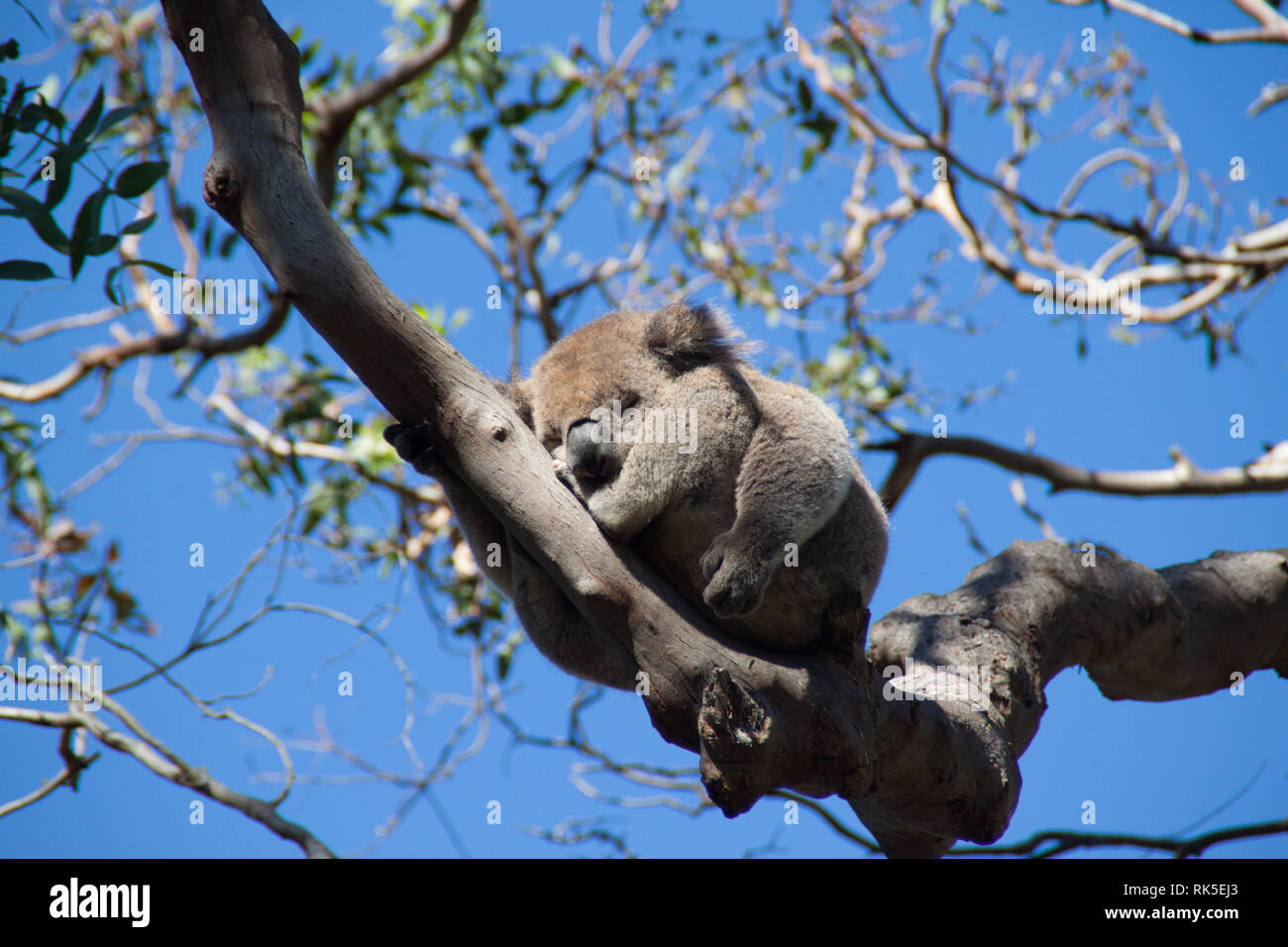 Natura pura nella foresta Australiana con un incredibile fauna selvatica. Wakeup poco Koala ! Foto Stock