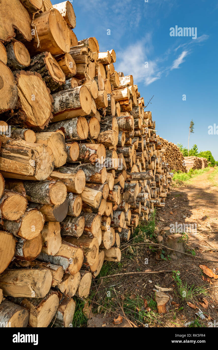Grande quantità di abbattimento di alberi dopo una burrasca in estate Foto Stock