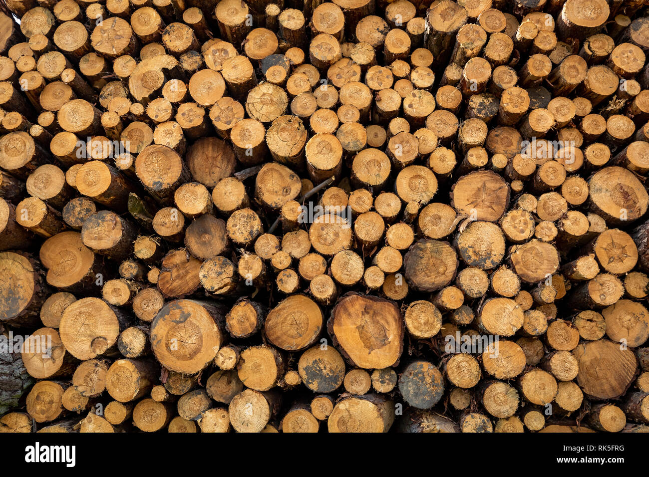 Grande quantità di abbattimento di alberi in primavera come sfondo Foto Stock