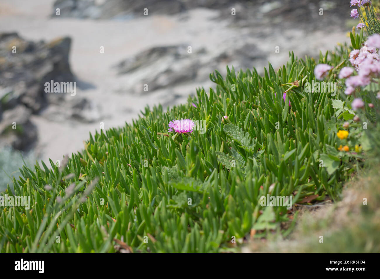 La costa da Newquay Inghilterra Foto Stock