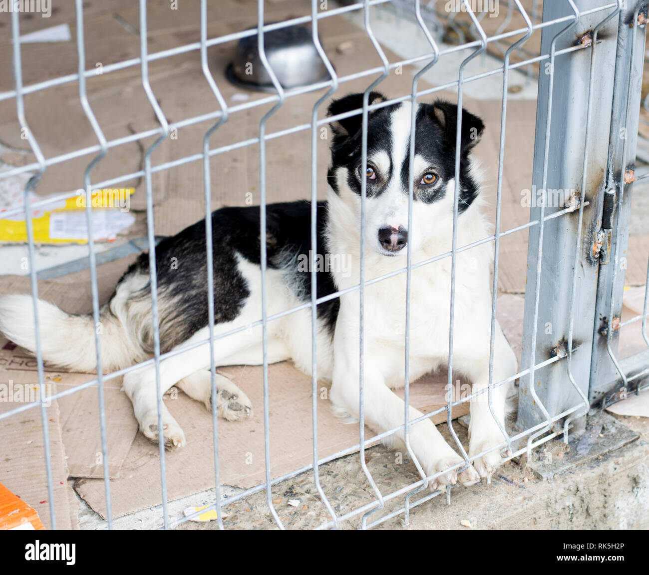 Senzatetto cane risiede nel rifugio, il tema della carità e della misericordia, animal shelter, cane di salvataggio, di volontariato Foto Stock