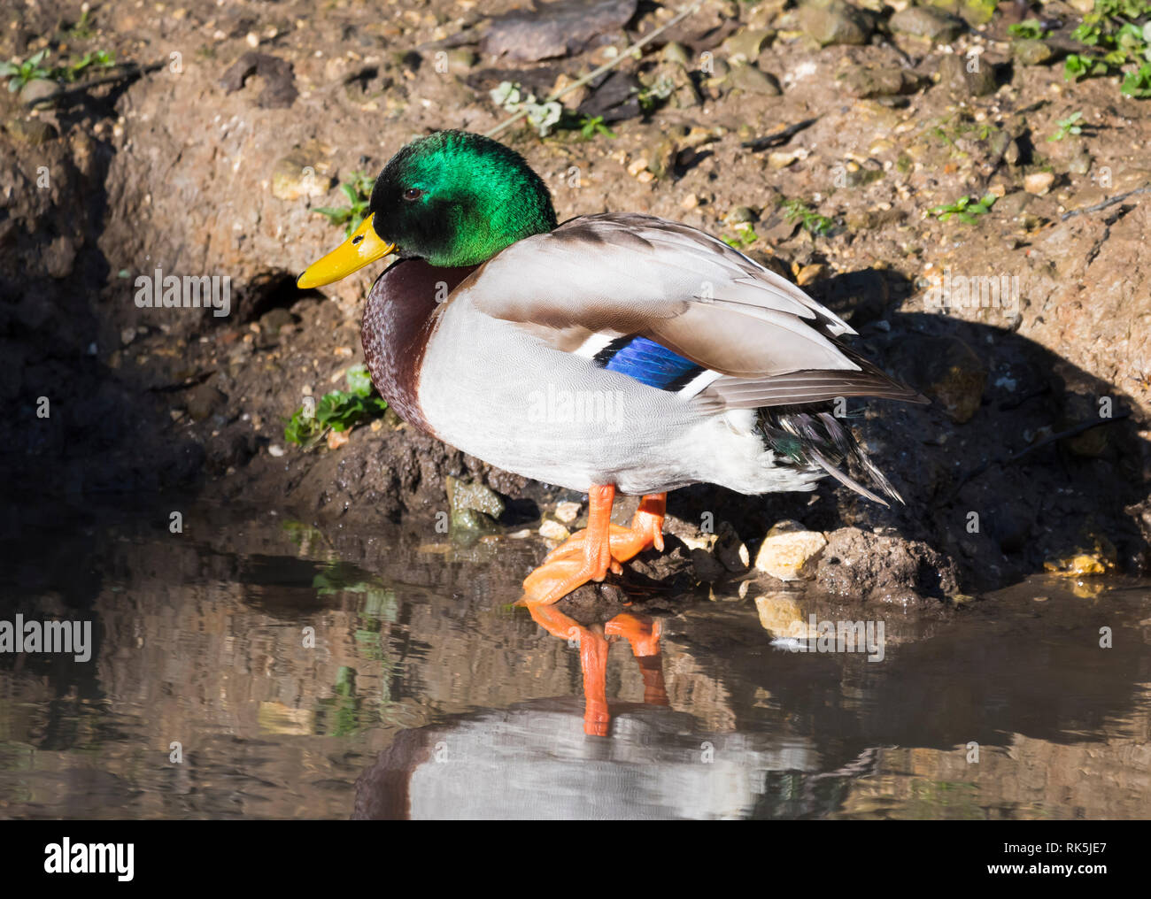 Drake (maschio) Mallard Duck (Anas platyrhynchos) permanente al bordo d'acqua in inverno nel West Sussex, Regno Unito. Vista laterale. Foto Stock