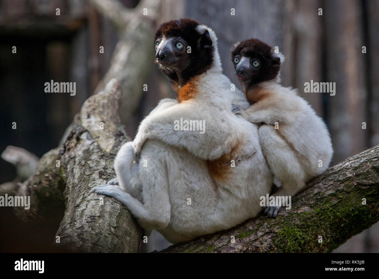 Incoronato sifaka scimmie (madre e bambino) su un albero Foto Stock