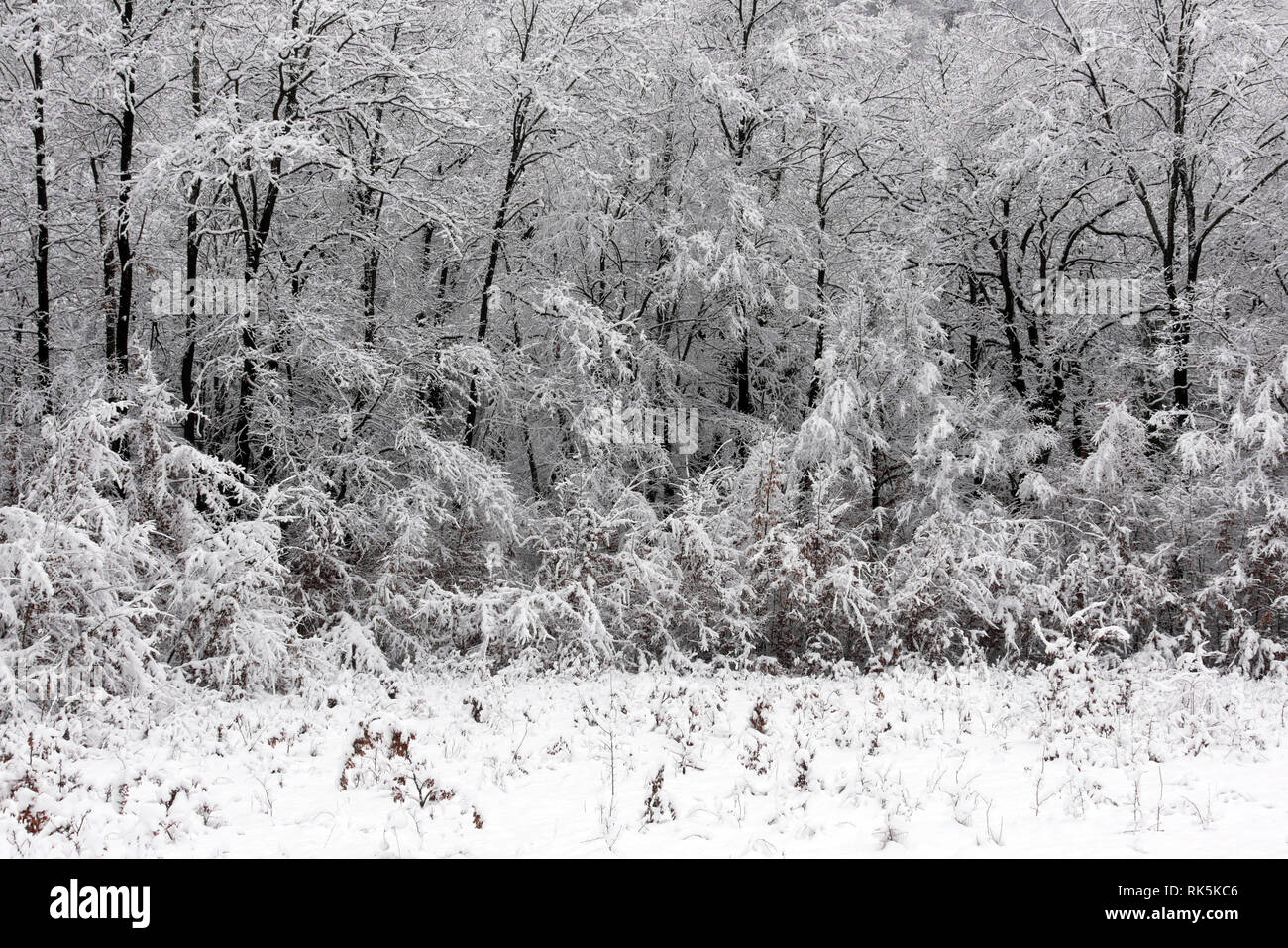 Nevoso inverno foresta. Neve bagnata si aggrappa ai rami di alberi. Bella bianca favola invernale. Foto Stock