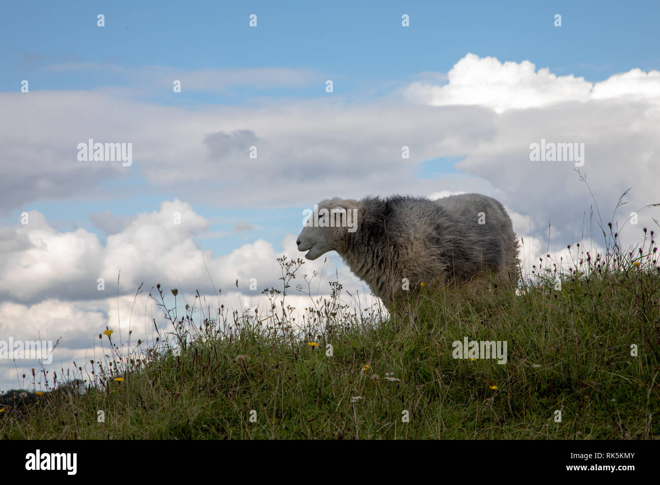 Lone Herdwick pecore riserva naturale nazionale Winchester Hill - su una collina erbosa cieli blu Foto Stock