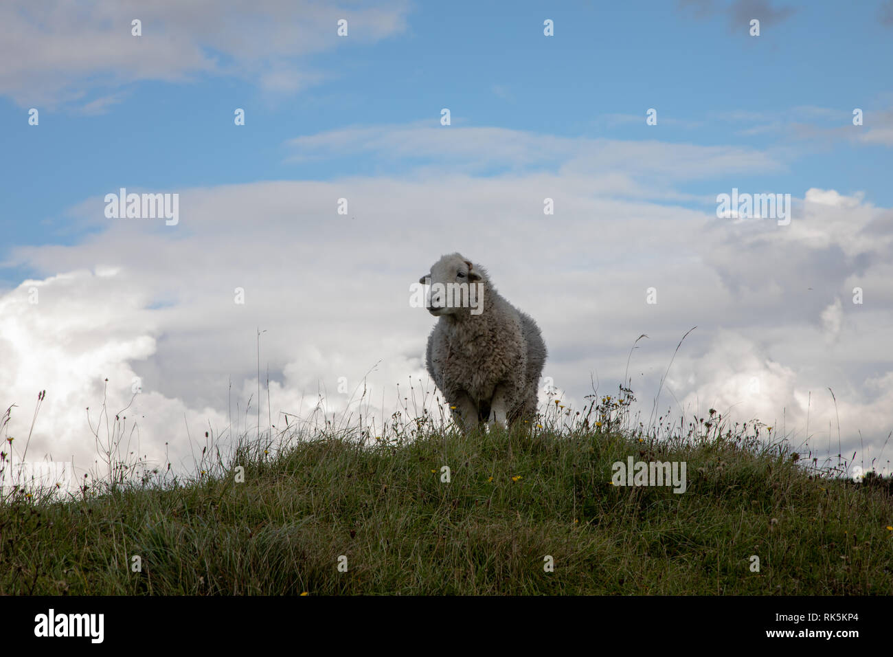 Lone Herdwick pecore riserva naturale nazionale Winchester Hill - su una collina erbosa cieli blu Foto Stock