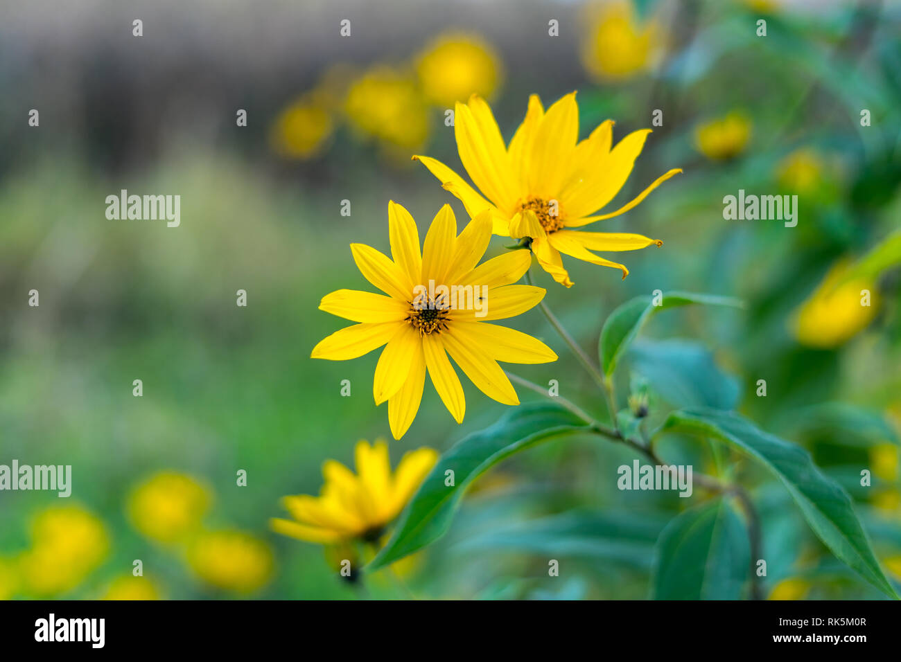 I fiori delle piante ornamentali Massimiliano girasole (Helianthus maximiliani). Foto Stock