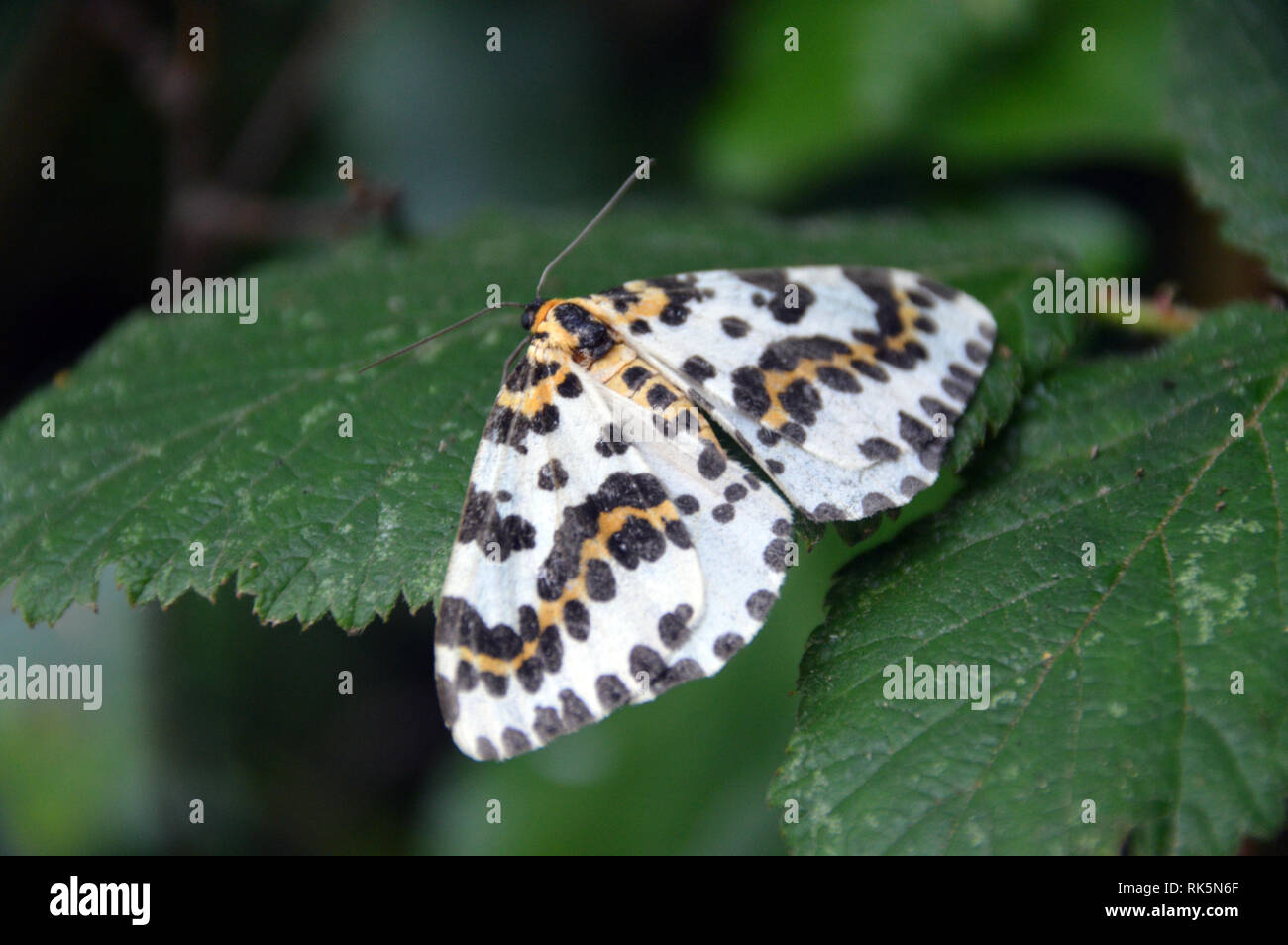 Gazza Moth 'Abraxas grossulariata' Ensoleillement stesso vicino Jerbourg punto sulla via costiera sull isola di Guernsey, Isole del Canale.UK. Foto Stock