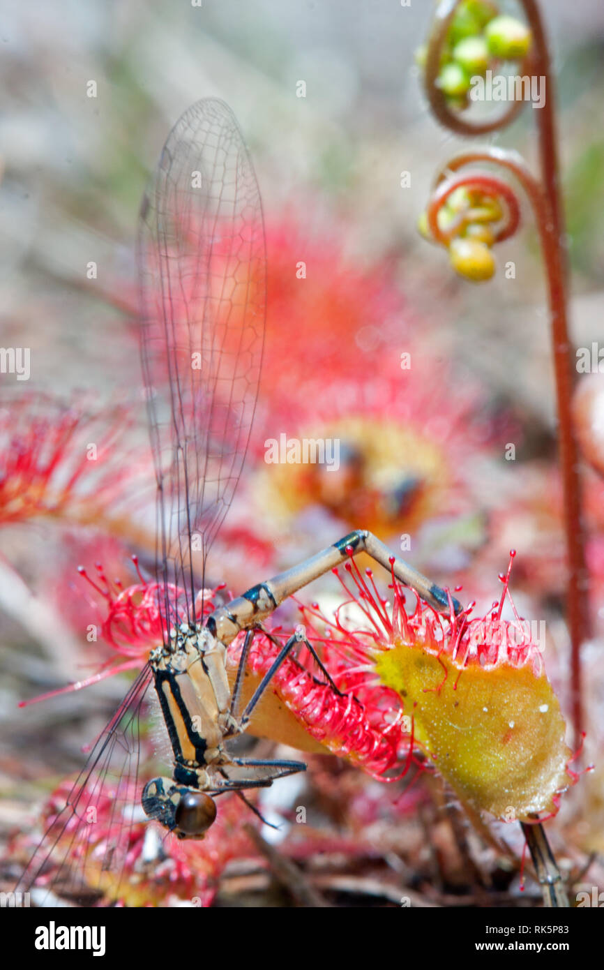 Damselfly catturati da Round-lasciava sundew, una pianta carnivora. Foto Stock