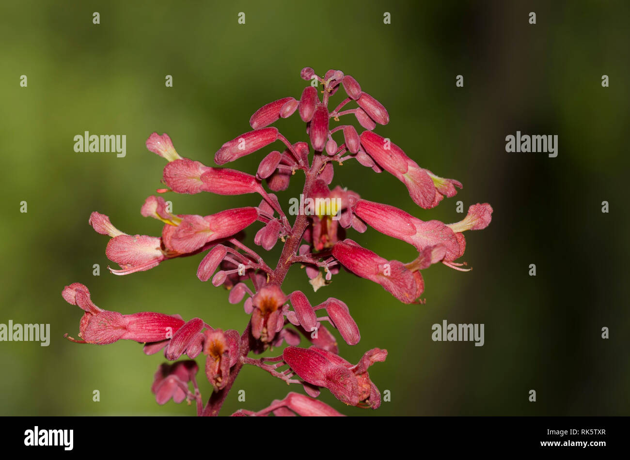 Red Buckeye, Aesculus pavia Foto Stock