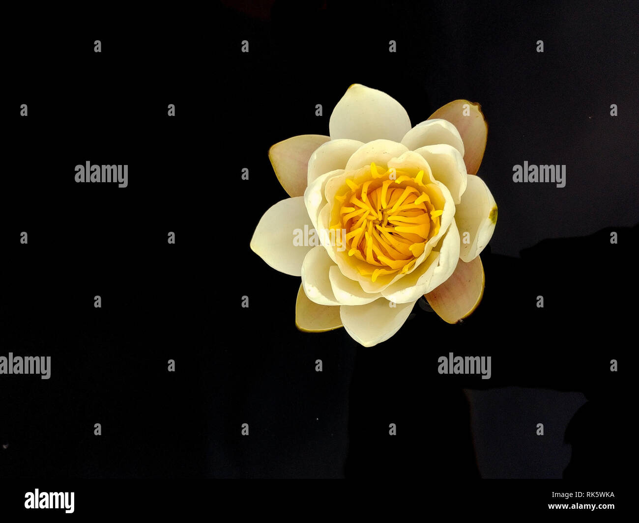 Bianco Giallo giglio di acqua con sfondo nero dalla Norvegia Foto Stock