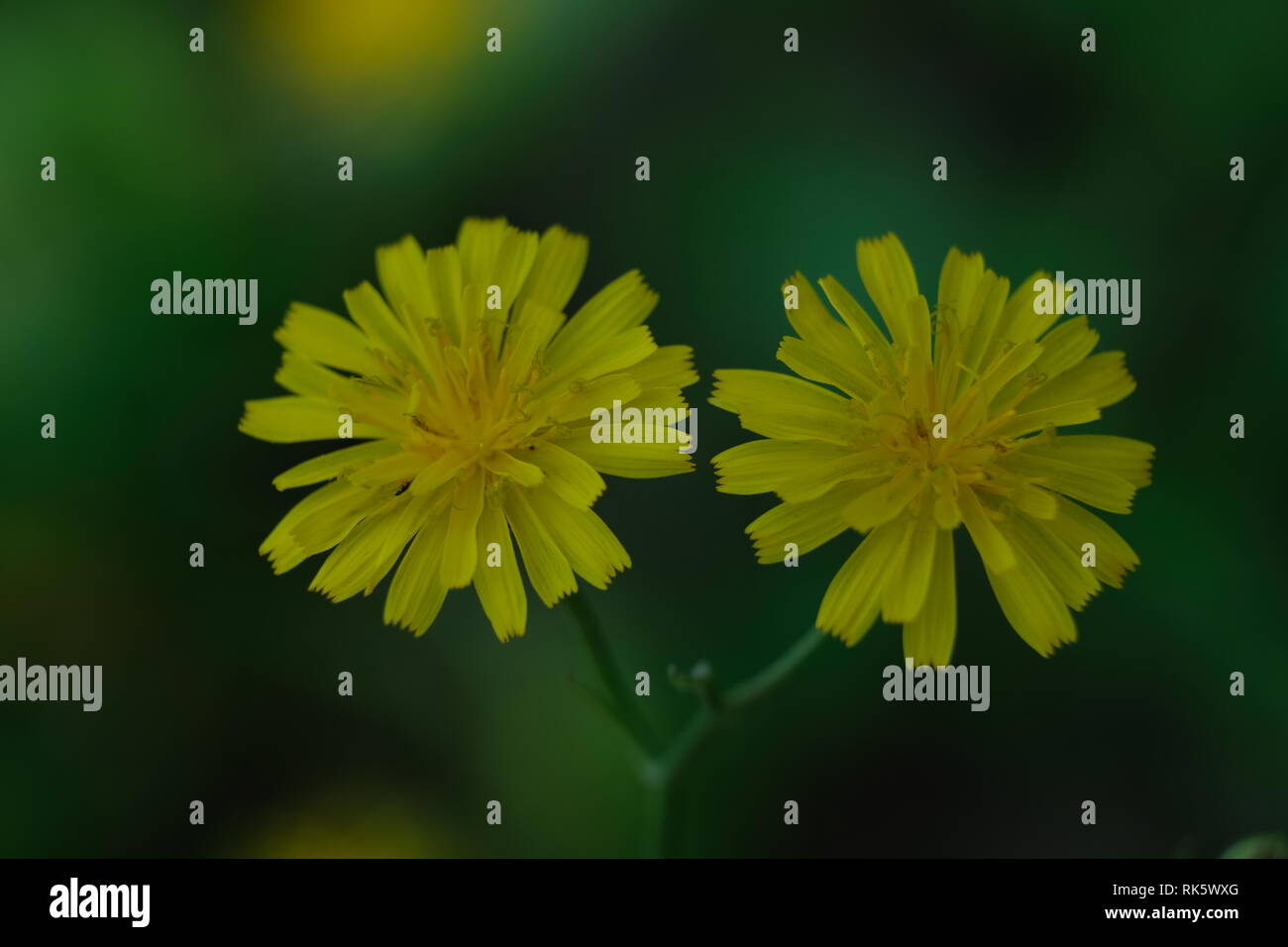 Due fiori gialli come gemelli Foto Stock