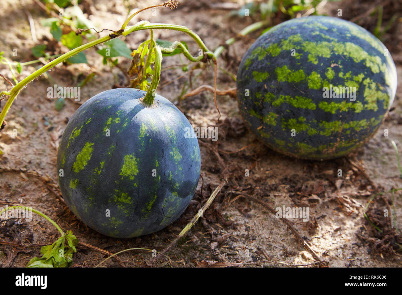 Anguria (Citrullus lanatus) cresce nel giardino vegetale nel sole illumina Foto Stock