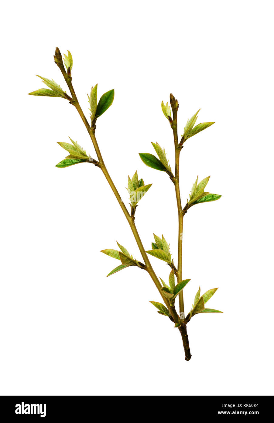 Germoglio fresco con piccole foglie verdi isolati su bianco Foto Stock