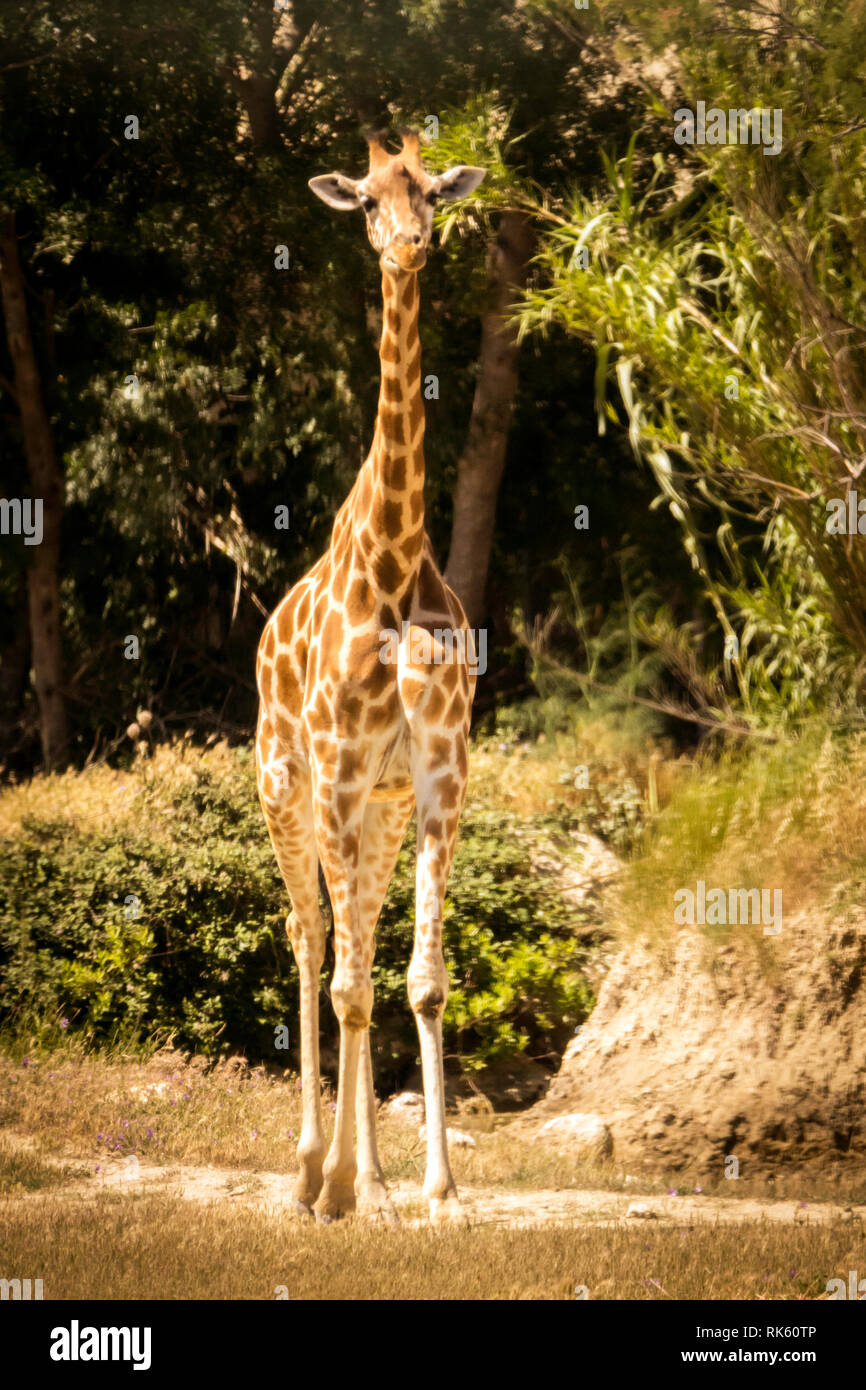 Una giraffa presso la Réserve Africaine de Sigean Francia Foto Stock