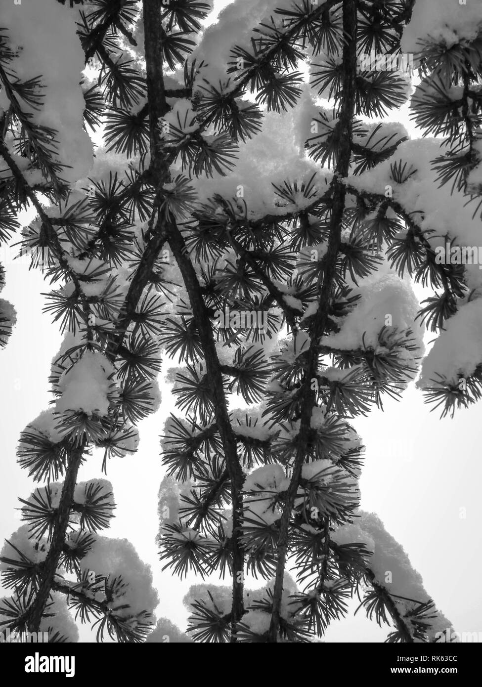 Cedrus atlantica di foglie e di diramazione con neve nel Parco di Belgrado, Serbia Foto Stock