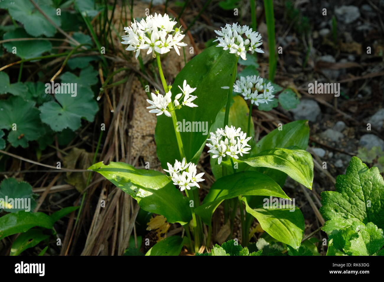 Mit Bärlauch Blüte, Allium ursinum Foto Stock