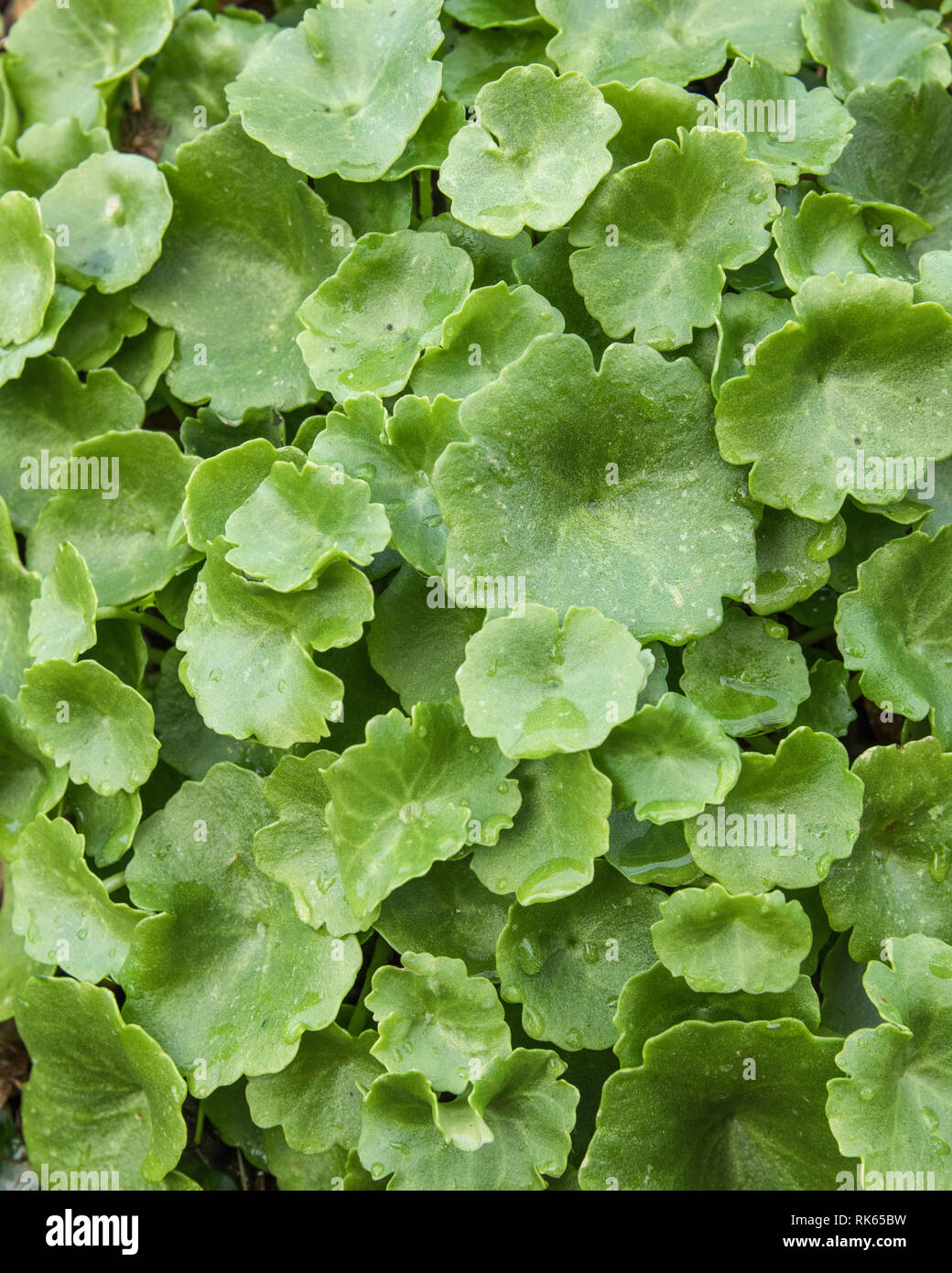 Inizio delle foglie di ombelico di Venere / Umbilicus rupestris. Un selvatici commestibili foraged cibo - o mangiato crudo come una foglia di insalata o cotta. Foto Stock