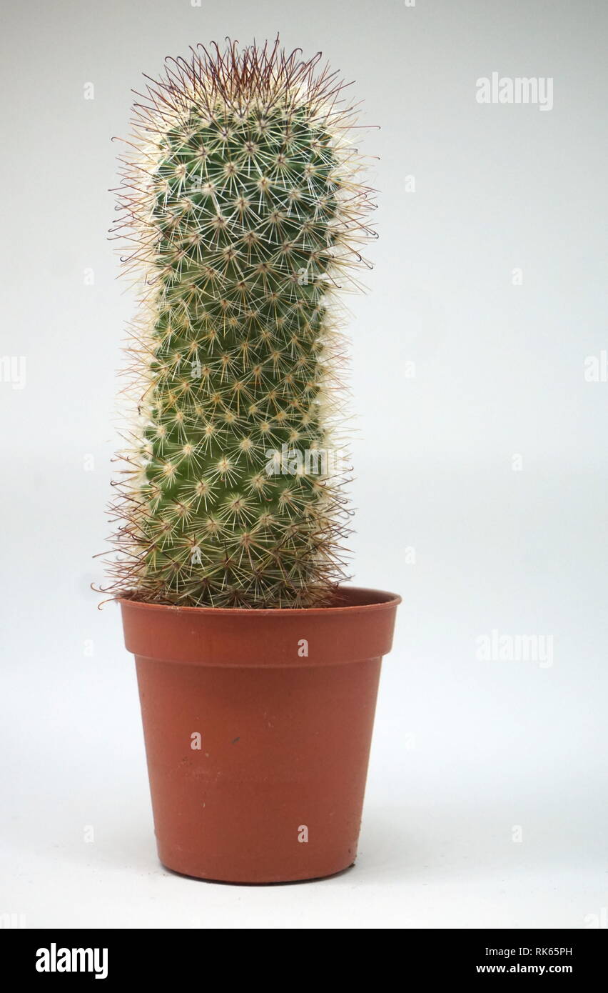 Un piccolo cactus Foto Stock