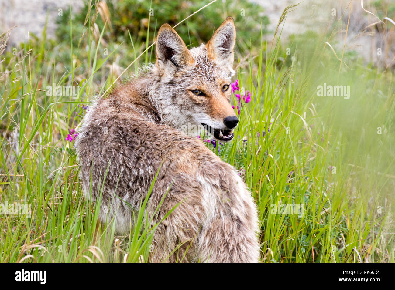 Coyote nello Yukon territori del Canada Foto Stock