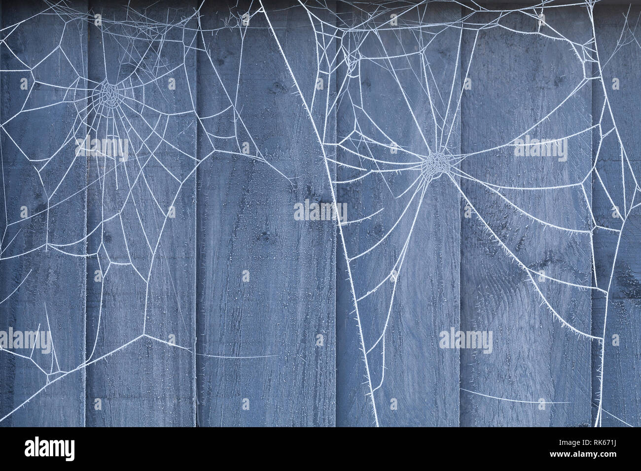 Spider Web su un blu recinzione di legno ricoperto di cristalli di ghiaccio durante l'inverno. Foto Stock