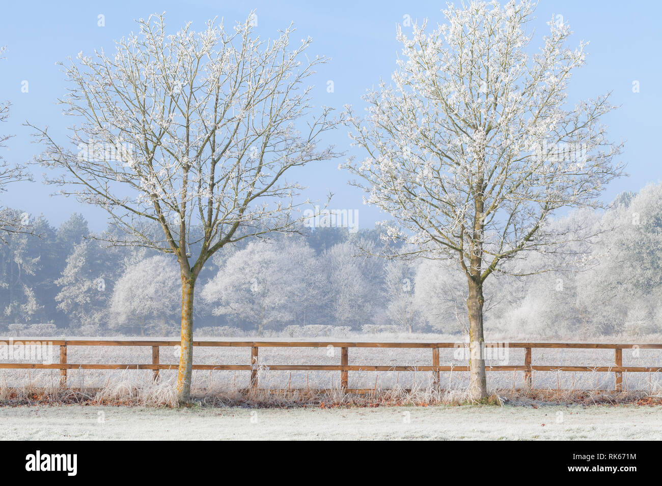 Splendida area rurale scena invernale con pesanti la brina su alberi e una rampa di due staccionata in legno. Cielo blu chiaro e congelate di campi. Due alberi in una linea Foto Stock
