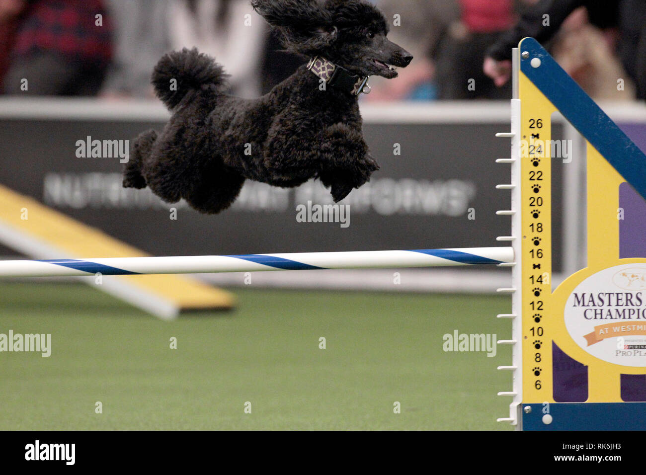 New York, Stati Uniti d'America. 9 Feb 2019. Oliver, un Poddle, concorrenti nelle eliminatorie della Westminster Kennel Club del Master di agilità del campionato. Credito: Adam Stoltman/Alamy Live News Foto Stock