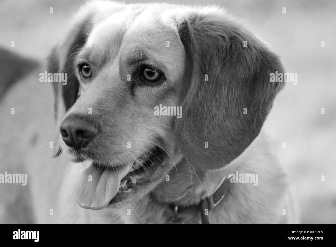 Lab Mix Beagle in bianco e nero Foto Stock